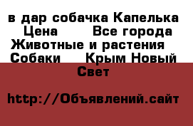 в дар собачка Капелька › Цена ­ 1 - Все города Животные и растения » Собаки   . Крым,Новый Свет